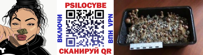 где купить наркоту  Всеволожск  Псилоцибиновые грибы Magic Shrooms 